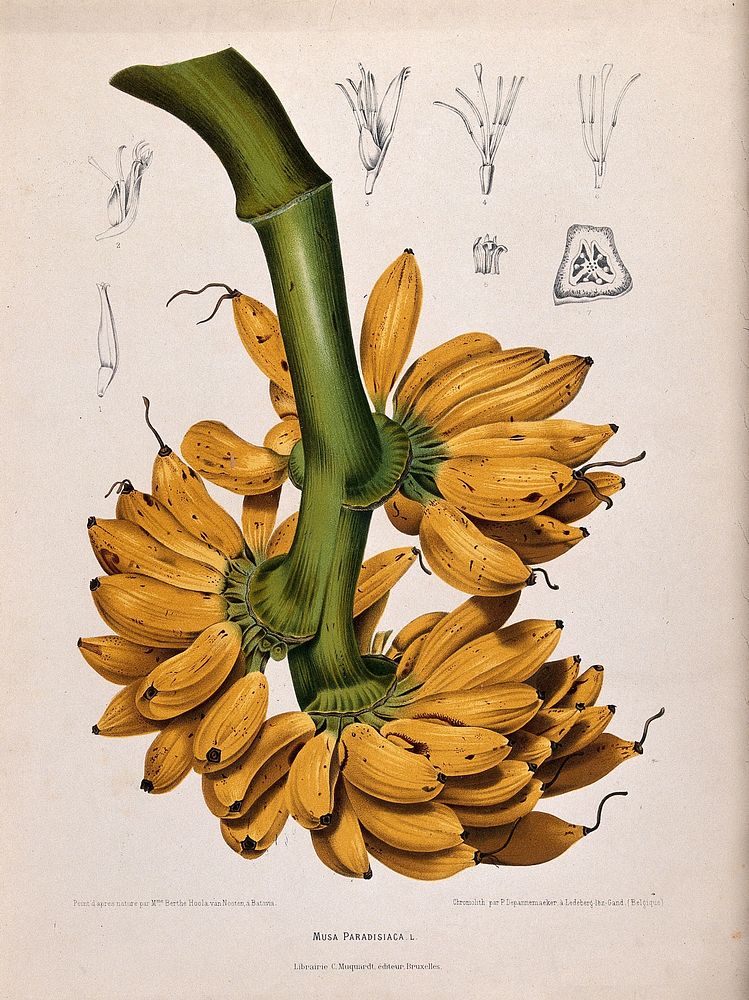 Plantain banana (Musa paradisiaca L.): fruiting branch with sections of flowers and fruit. Chromolithograph by P.…
