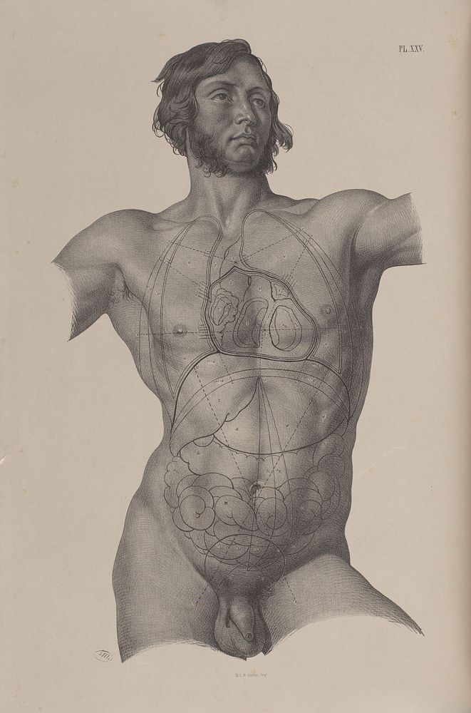 Plate XXV. Surgical anatomy of the torso. Illustrating the action of the thoracio-abdominal apparatus as effecting the…