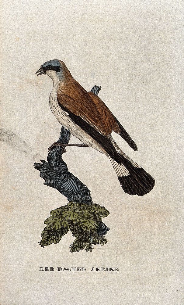 A bird: a red-backed shrike. Coloured engraving.