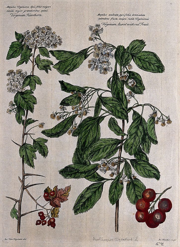 Azarole or virginian hawthorn (Crataegus azarolus L.): flowering stems and fruit. Coloured engraving by H. Fletcher, c.…