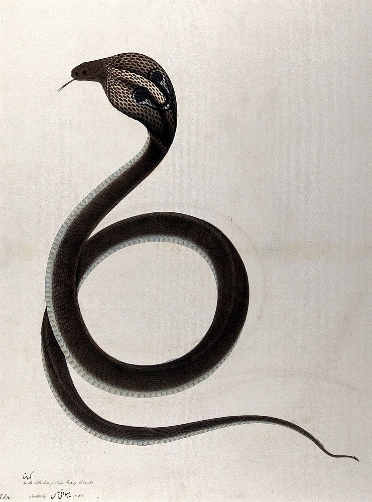 Indian cobra, with 'spectacle' marking on hood. Watercolour, 1782.