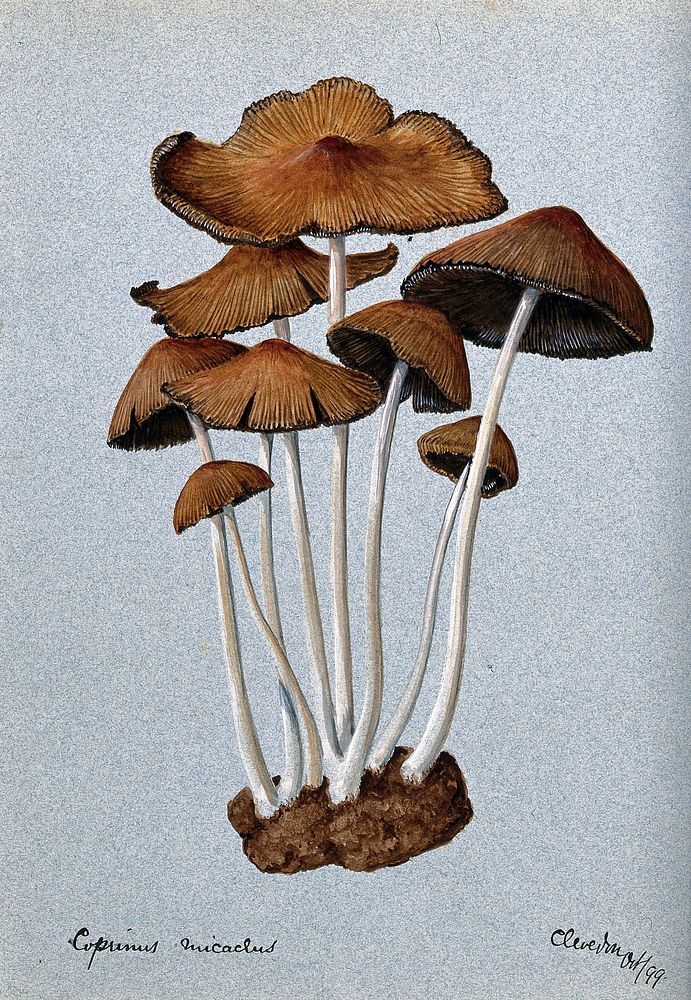 A fungus (Coprinus micaceus): group of fruiting bodies. Watercolour, 1899.