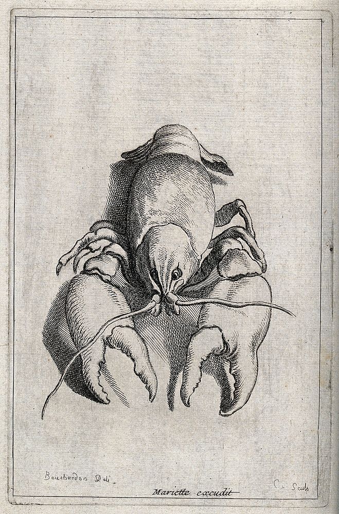A crustacean (crab). Etching by E. Bouchardon.