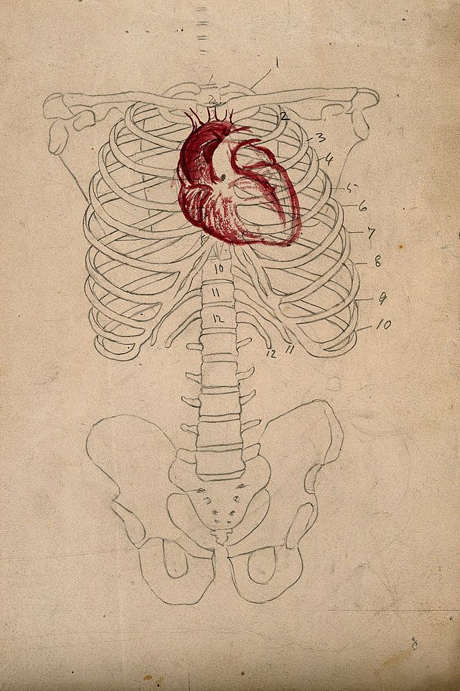 Diagram showing the bones of the human torso, with the heart indicated in red. Pencil and watercolour drawing by J.C.…