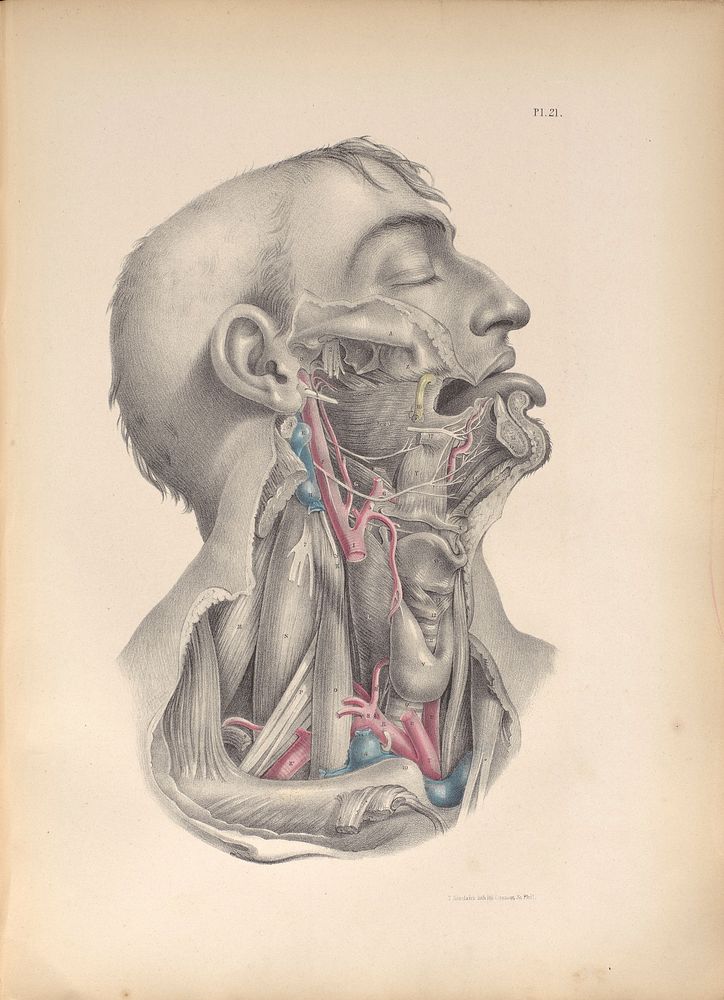 Plate XXI. The cranial, nasal, oral, and pharyngeal cavities.