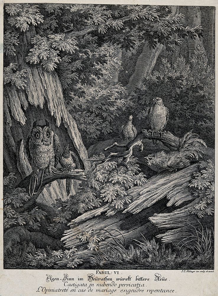 A magpie and an owl are sitting on a branch in a forest, tied to each other with a string, while a capercaillie, a bird of…