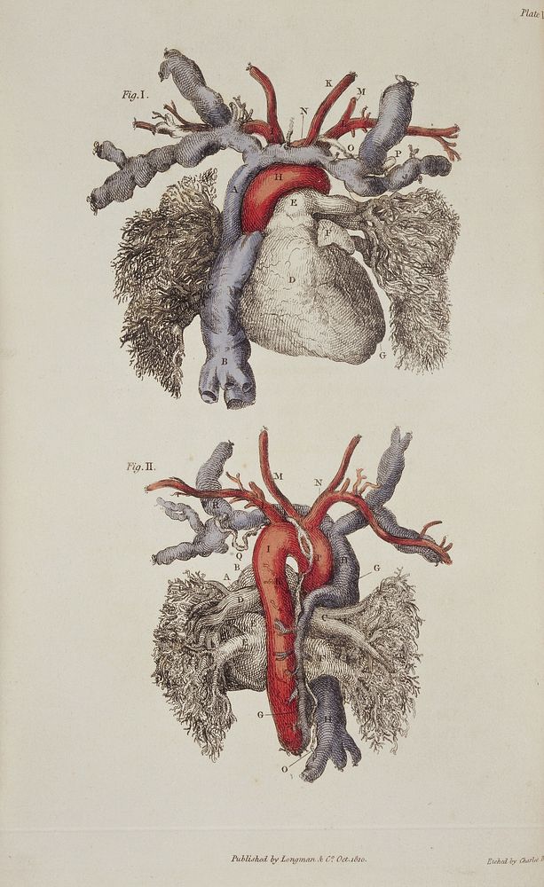 Front and back view of the heart