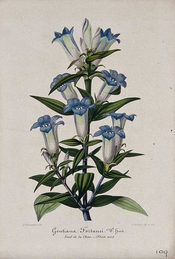 A blue gentian (Gentiana fortunei): flowering stem. Chromolithograph by G. Severeyns, c. 1860.