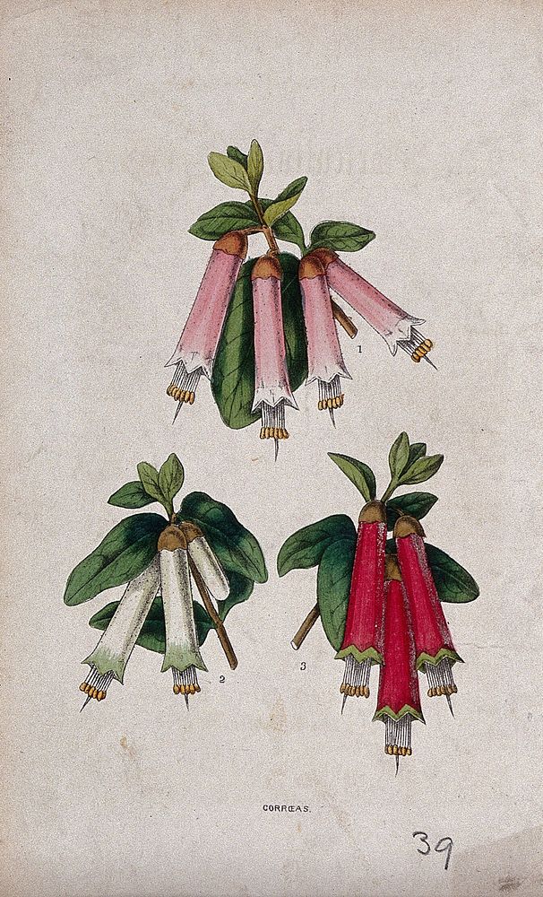 Three hybrids of the Australian fuchsia plant (Correa species): flowering stems. Coloured lithograph, c. 1856.