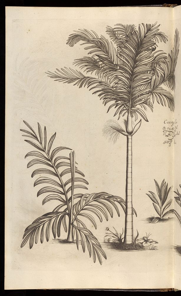 Hortus Indicus Malabaricus, continens regni Malabarici apud Indos cereberrimi onmis generis plantas rariores, Latinis…