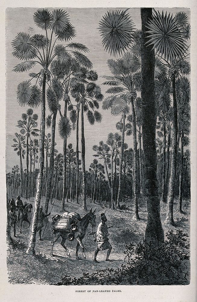 A forest of doum palms (Hyphaene thebaica) in French Sudan, with a travelling group of men and horses. Wood engraving, c.…