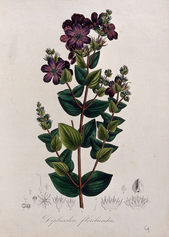 A plant (Diplusodon floribundus): flowering stem and floral segments. Coloured lithograph.