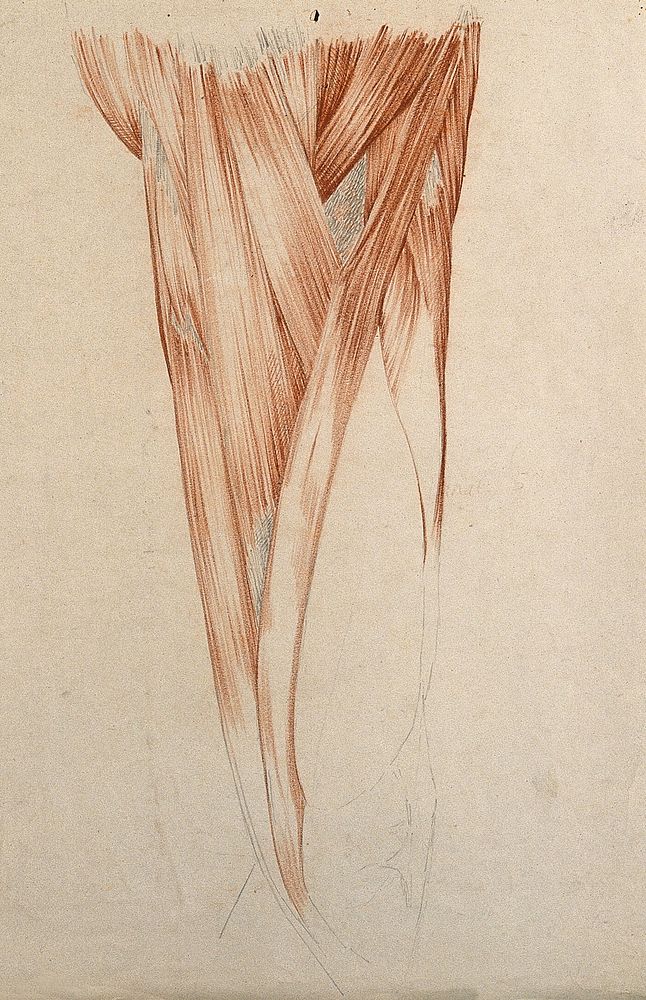 Muscles and tendons of the thigh. Red chalk and pencil drawing by or associated with A. Durelli, ca. 1837.