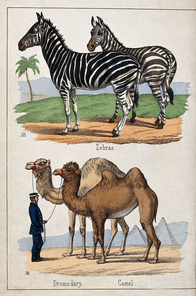 Above, two zebras; below, a man in a uniform holding a camel and a dromedary by their reins. Coloured lithograph by B.…
