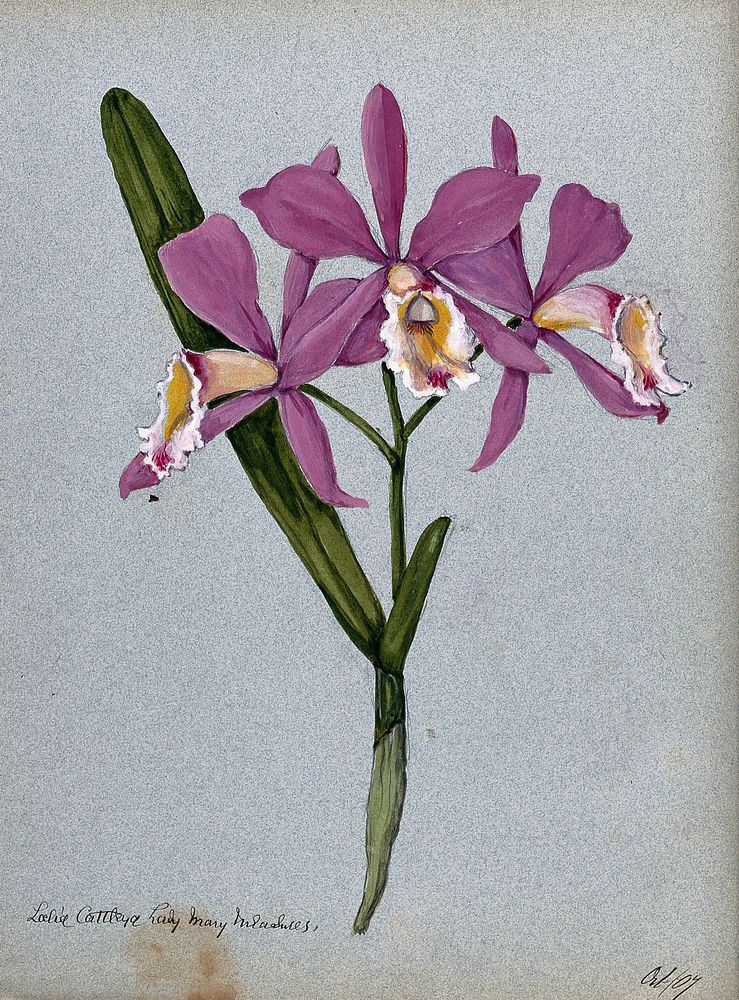 An orchid hybrid (Laelia x Cattleya "Lady Mary Measures"): flowering stem and leaves. Watercolour, 1907.