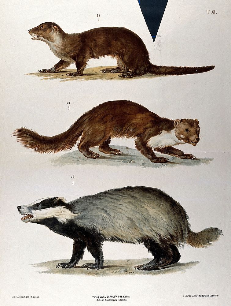 An otter , a weasel  and a badger. Chromolithograph by F. Gerasch after A. Gerasch, 1860/1880.