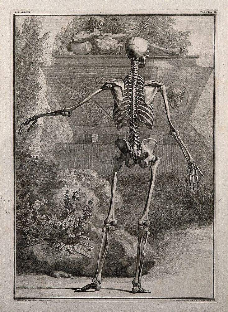 A skeleton, back view, standing with left arm extended, with a tomb seen in the background. Line engraving by J. Wandelaar…