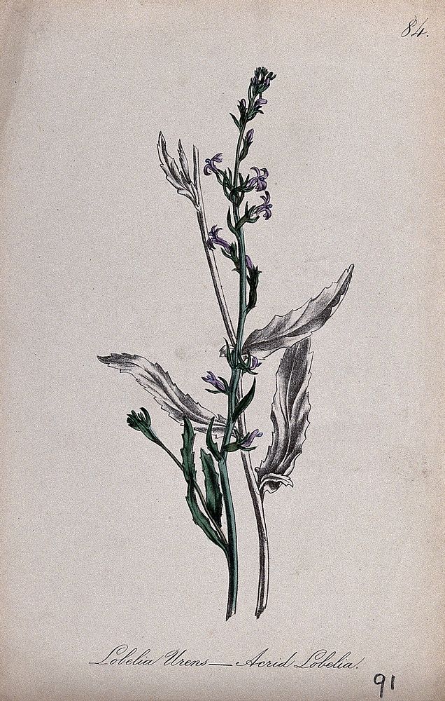 A Lobelia plant (Lobelia urens): flowering and leafy stems. Partially coloured lithograph by F. Waller, c. 1863, after C.…