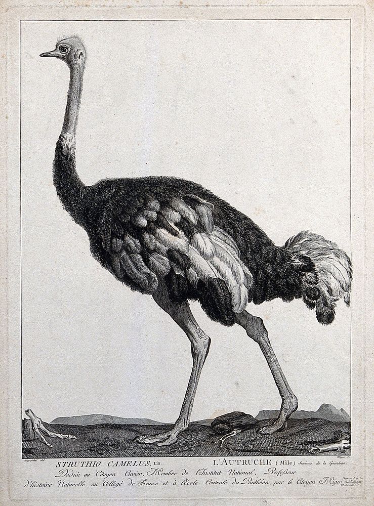 A male ostrich (Struthio camelus). Etching by S. C. Miger, ca. 1808, after N. Maréchal.