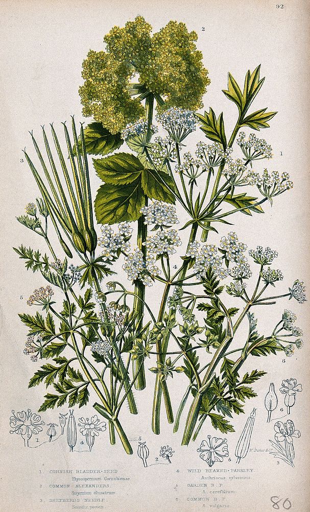 Six flowering plants, including bladderseed (Physospermum), chervil (Anthriscus cereifolium) and cow-parsley (Anthriscus…