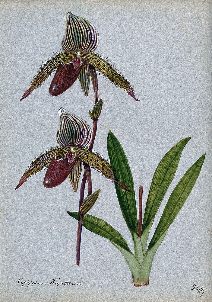 A lady's slipper orchid (Cypripedium Tixallense): flowering stem. Watercolour, 1907.