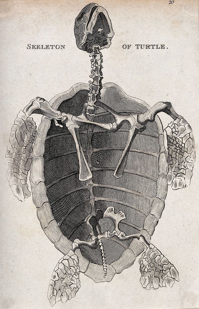 The skeleton of a turtle seen from below. Etching.