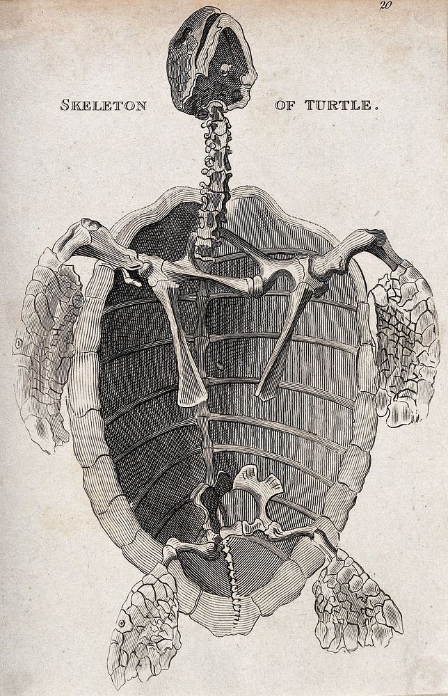 skeleton turtle seen below. Etching. | Free Photo Illustration - rawpixel