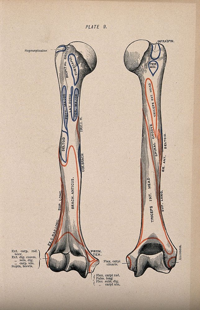 Humerus bone: two figures, anterior and posterior views. Colour wood engraving with letterpress, 1860/1900.