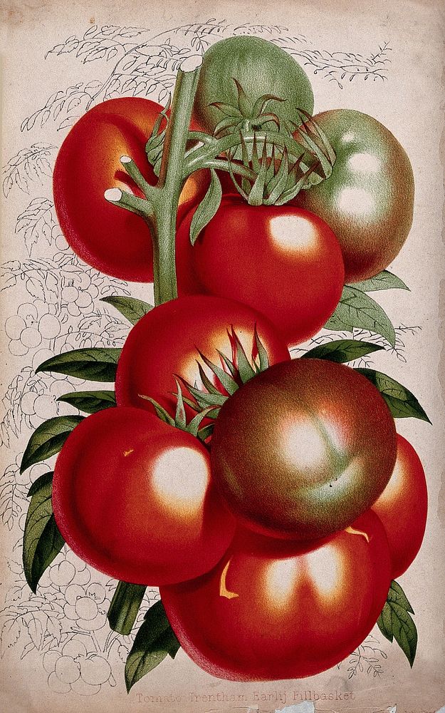 A bunch of tomatoes (Lycopersicon esculentum). Chromolithograph by P. de Pannemaeker, c. 1854.