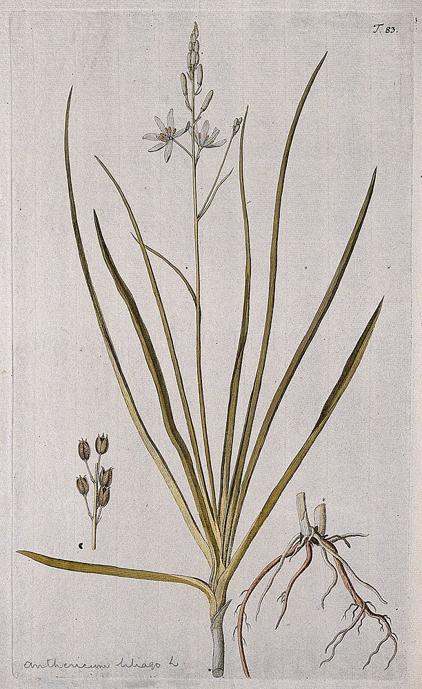 St. Bernard's lily (Anthericum liliago L.): flowering stem with separate rootstock and cluster of fruits. Coloured engraving…