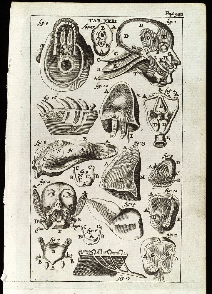 Muscles of the tongue and head. Engraving, 1686.