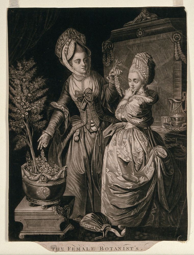 Two ladies indoors contemplate a house plant which is loosing its foliage. Mezzotint.