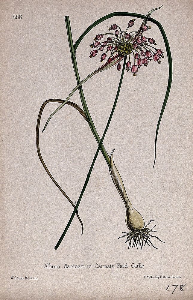 A garlic plant (Allium carinatum): entire flowering plant in two sections. Coloured lithograph by W. G. Smith, c. 1863…
