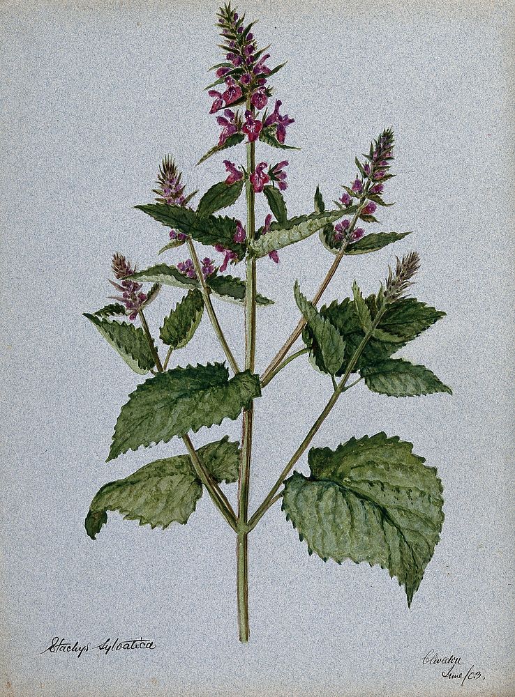 Betony (Stachys officinalis): flowering stem. Watercolour, 1903.