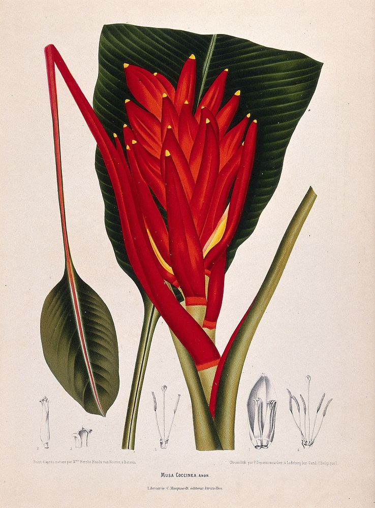 Banana (Musa coccinea Andr.): fruiting shoot with leaf and numbered sections of flowers. Chromolithograph by P.…