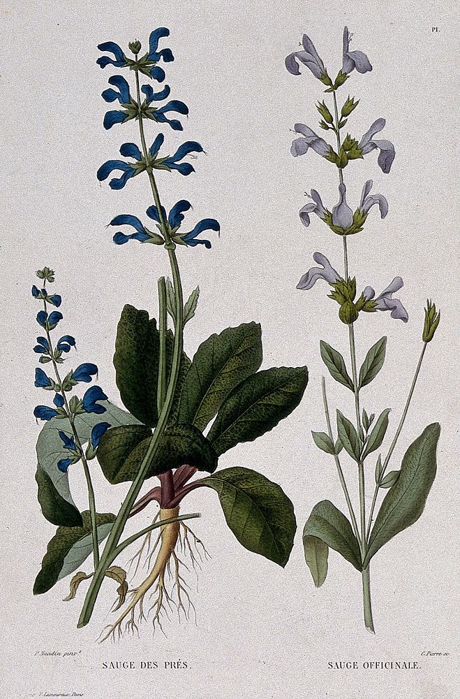 Two flowering plants: sage (Salvia officinalis) and meadow sage (Salvia pratensis). Coloured etching by C. Pierre, c. 1865…