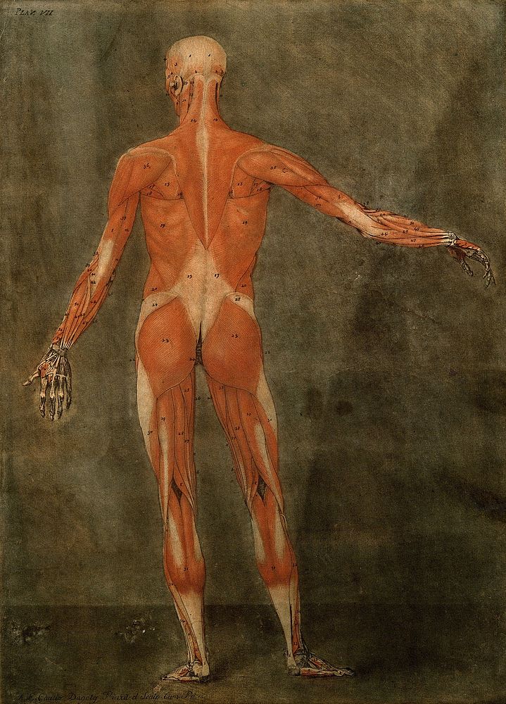 The muscles of the human body, first layer, seen from the back. Colour mezzotint by A. E. Gautier d'Agoty after himself…