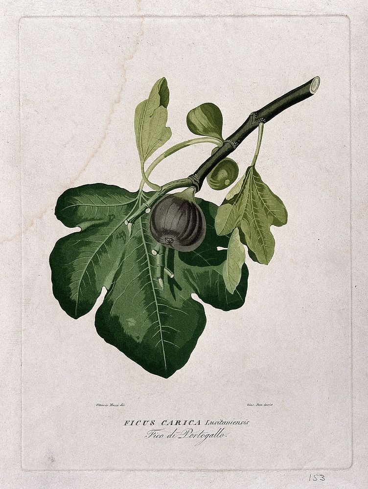 Fig (Ficus carica L.): leaf and fruit. Coloured aquatint by G. Pera, c.1825, after O. Muzzi.