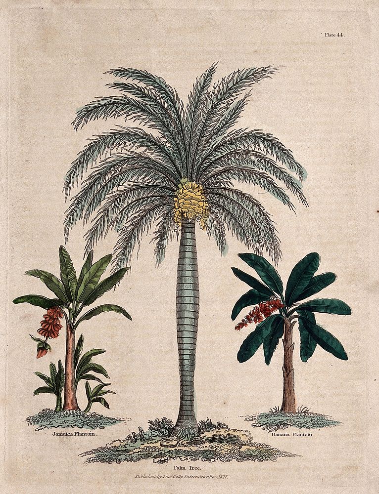Two banana plants (Musa species) and a date palm tree. Coloured engraving, c. 1827.