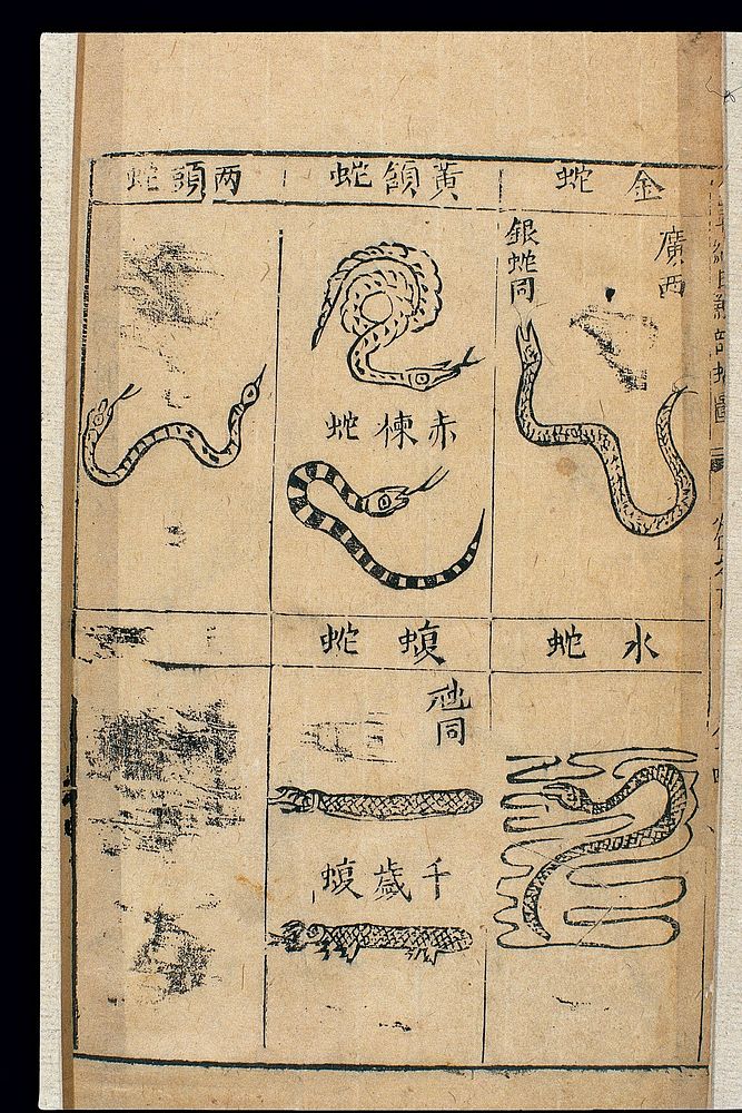 Bencao Gangmu -- C.16 Chinese materia medica, Snakes