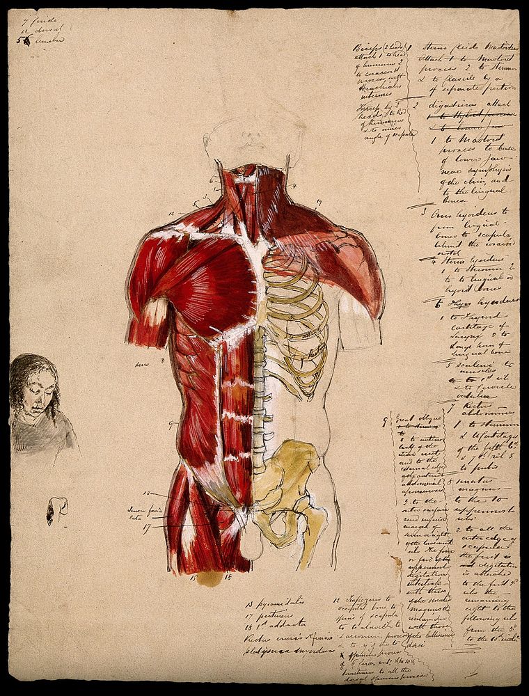 Dissection of the trunk: front view, showing the bones and muscles, with a small sketch of a woman's face. Ink and…