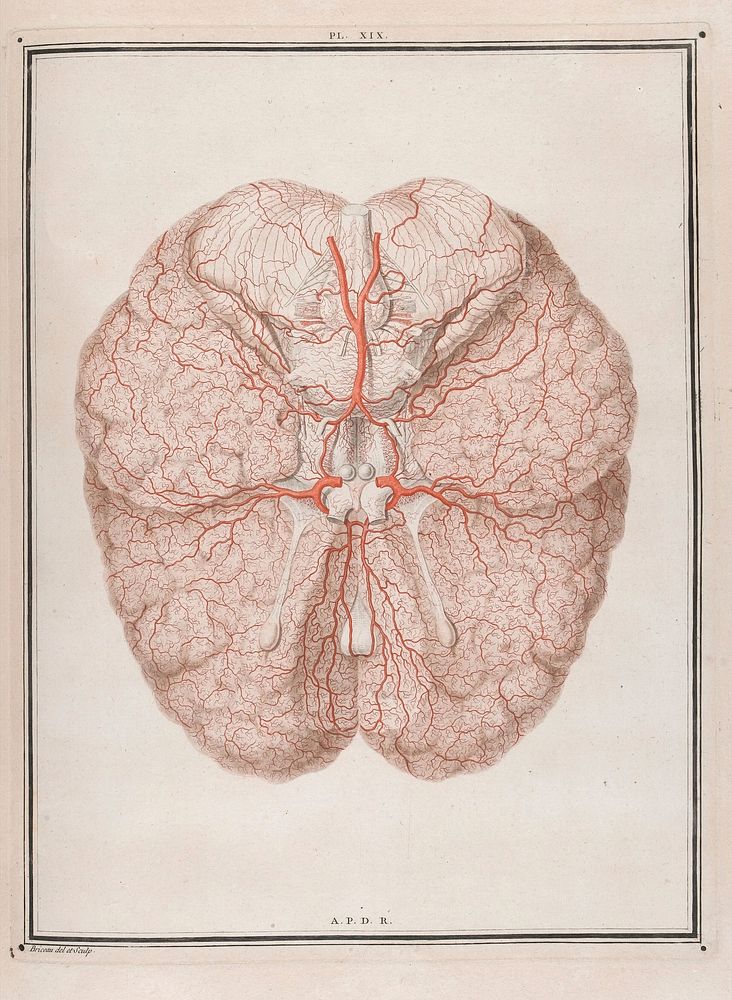Colour illustration of arteries at the base of the brain.