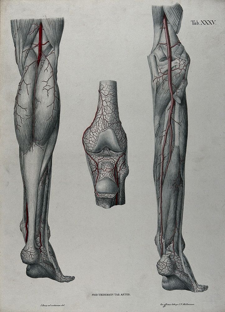 Dissections of the lower leg, knee joint and foot, back view: three figures, with the arteries and blood vessels indicated…