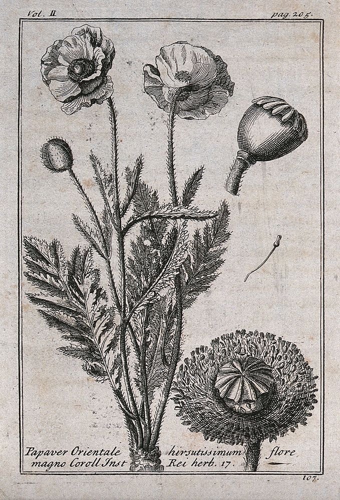 Oriental poppy (Papaver orientale): flowering stem and floral segments. Etching, c. 1718, after C. Aubriet.