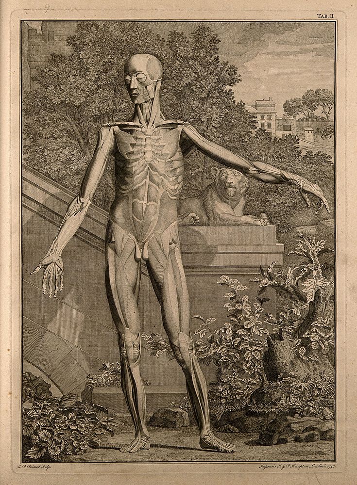 An écorché figure, front view, with left arm extended, showing the second order of the muscles. Engraving by L.P. Boitard…