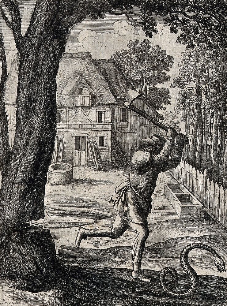 A peasant who was cutting down a tree turns his axe on a passing snake. Etching by W. Hollar for a fable by Aesop.