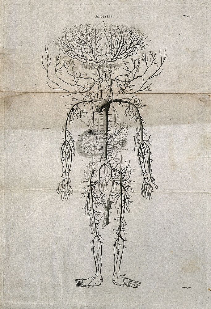 Human arterial system. Engraving by Campbell, after an engraving by M. Vandergucht after W. Cowper, for Drake, 1707.