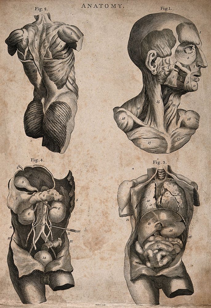 Four écorché figures: upper left, the muscles of the back, upper right, the muscles of the face and neck, lower left and…