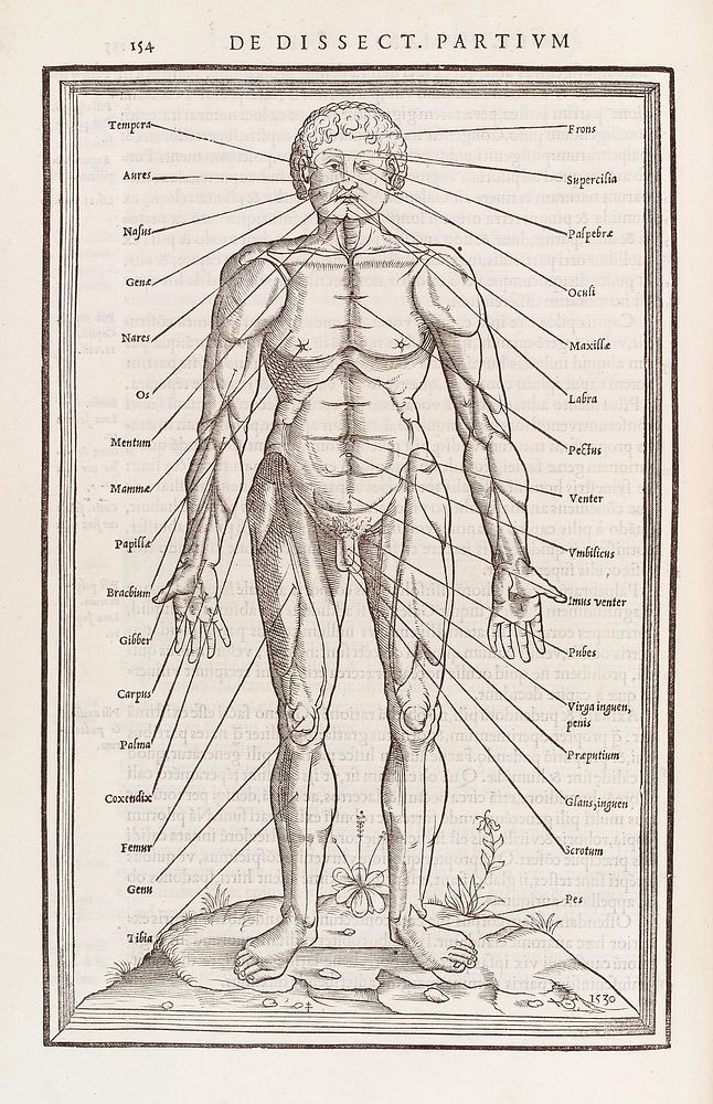 Anatomical figure displaying the Latin terms for parts of the body