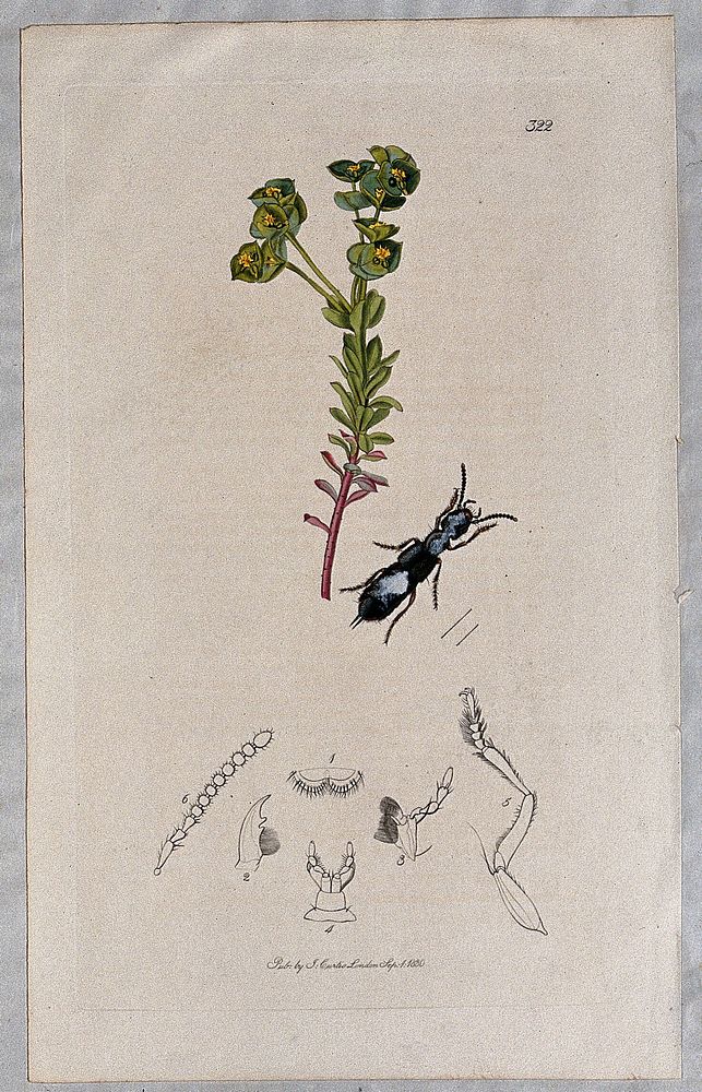 A spurge plant (Euphorbia portlandica) with an associated insect and its anatomical segments. Coloured etching, c. 1830.